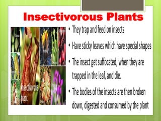 Insectivorous Plants
 