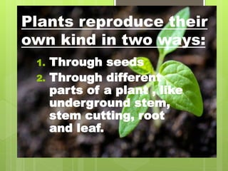 Plants reproduce their
own kind in two ways:
1. Through seeds
2. Through different
parts of a plant , like
underground stem,
stem cutting, root
and leaf.
 