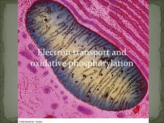 Electron transport and
oxidative phosphorylation
 
