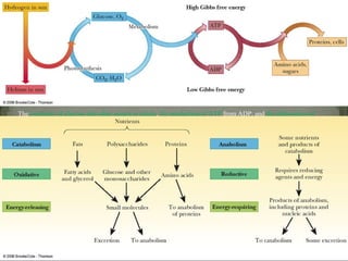 The synthesis of glucose and other sugars in plants, the production of ATP from ADP, and the elaboration of
proteins and other biological molecules are all processes in which the Gibbs free energy of the system must
increase. They occur only through coupling to other processes in which the Gibbs free energy decreases by an
even larger amount. There is a local decrease in entropy at the expense of higher entropy of the universe.




                                                                                                               p.416
 
