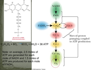 C6H12O6 + 6O2   6CO2 + 6H2O + 36 ATP


 Note: on average, 2.5 moles of
 ATP are generated for each
 mole of NADH and 1.5 moles of
 ATP are produced for each mole
 of FADH2.
                                       Fig. 20-2, p.541
 