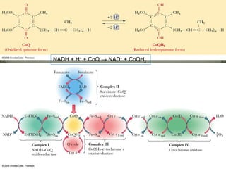 NADH + H+ + CoQ → NAD+ + CoQH2




                                 Fig. 20-5, p.546
 