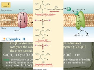 Complex III
   CoQH2-cytochrome c oxidoreductase (cyt reductase)
    catalyzes the oxidation of reduced coenzyme Q (CoQH2) –
    the e- are passed along to cyt c.
CoQH2 + 2 Cyt c [Fe (III)] → CoQ + 2 Cyt c [Fe (II)] + 2 H+
note: the oxidation of CoQ involves two e-, whereas the reduction of Fe (III)
  to Fe (II) requires only one e- → two molecules of cyt c are required for
  every molecule of CoQ
 