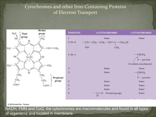 Cytochromes and other Iron-Containing Proteins
                      of Electron Transport




                                                                  Fig. 20-9, p.551

NADH, FMN and CoQ, the cytochromes are macromolecules and found in all types
of organisms and located in membrane.
 