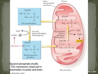 Glycerol-phosphate shuttle
- This mechanism observed in
mammalian muscles and brain.
                               Fig. 20-21, p.561
 