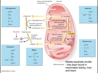 Malate-aspartate shuttle
                    - Has been found in
Fig. 20-22, p.562   mammalian kidney, liver
                    and heart.
 