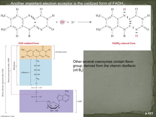 Another important electron acceptor is the oxidized form of FADH2.




                                   Other several coenzymes contain flavin
                                   group; derived from the vitamin riboflavin
                                   (vit B2)




                                                                                p.421
 