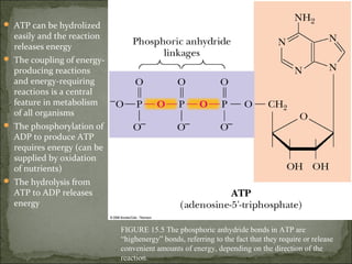  ATP can be hydrolized
  easily and the reaction
  releases energy
 The coupling of energy-
  producing reactions
  and energy-requiring
  reactions is a central
  feature in metabolism
  of all organisms
 The phosphorylation of
  ADP to produce ATP
  requires energy (can be
  supplied by oxidation
  of nutrients)
 The hydrolysis from
  ATP to ADP releases
  energy

                            FIGURE 15.5 The phosphoric anhydride bonds in ATP are
                            “highenergy” bonds, referring to the fact that they require or release
                            convenient amounts of energy, depending on the direction of the
                            reaction.
 
