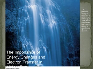 The
                       potential
                       energy of
                       the water at
                       the top of a
                       waterfall is
                       transformed
                       into kinetic
                       energy in
                       spectacular
                       fashion.




The Importance of
Energy Changes and
Electron Transfer in
Metabolism
 