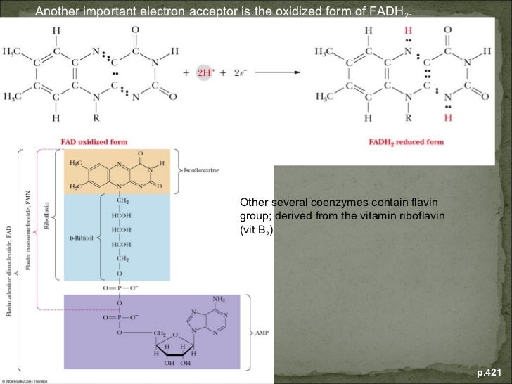 ch01 cont oxidized form of fadh2