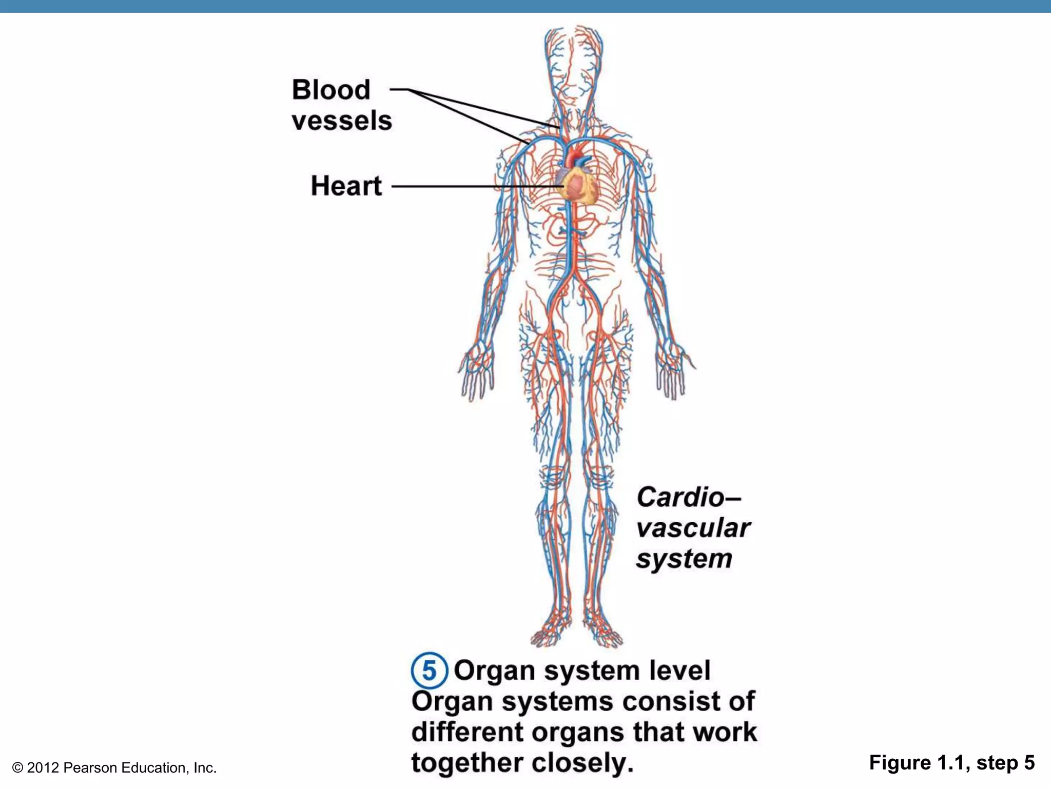 © 2012 Pearson Education, Inc. Figure 1.1, step 5
 