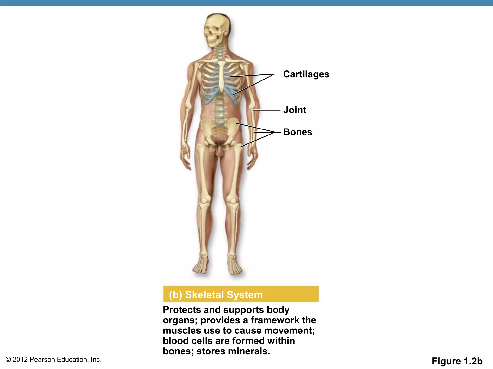 © 2012 Pearson Education, Inc. Figure 1.2b
(b) Skeletal System
Protects and supports body
organs; provides a framework the
muscles use to cause movement;
blood cells are formed within
bones; stores minerals.
Cartilages
Joint
Bones
 