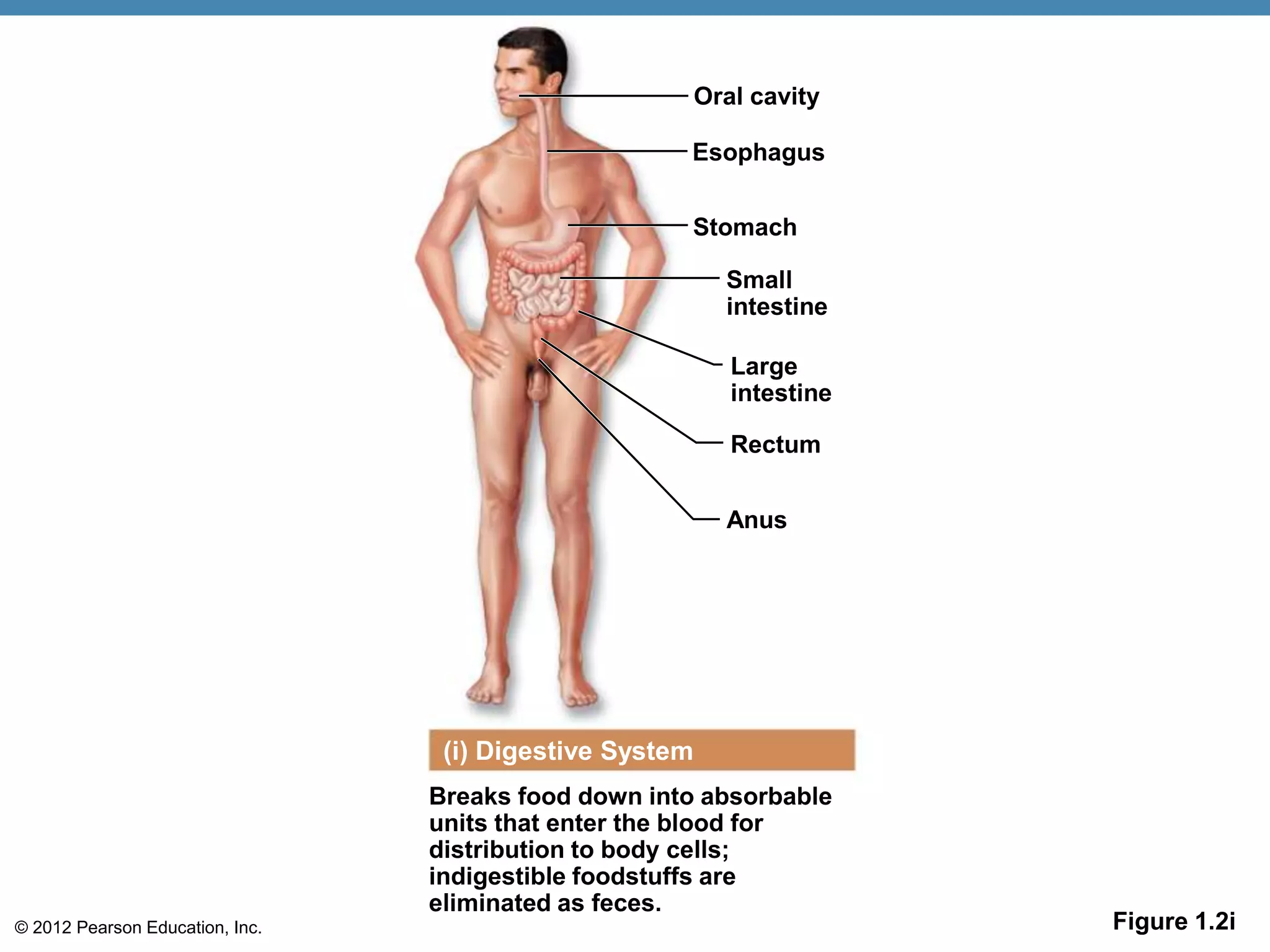 © 2012 Pearson Education, Inc. Figure 1.2i
Breaks food down into absorbable
units that enter the blood for
distribution to body cells;
indigestible foodstuffs are
eliminated as feces.
Oral cavity
(i) Digestive System
Esophagus
Stomach
Small
intestine
Anus
Rectum
Large
intestine
 