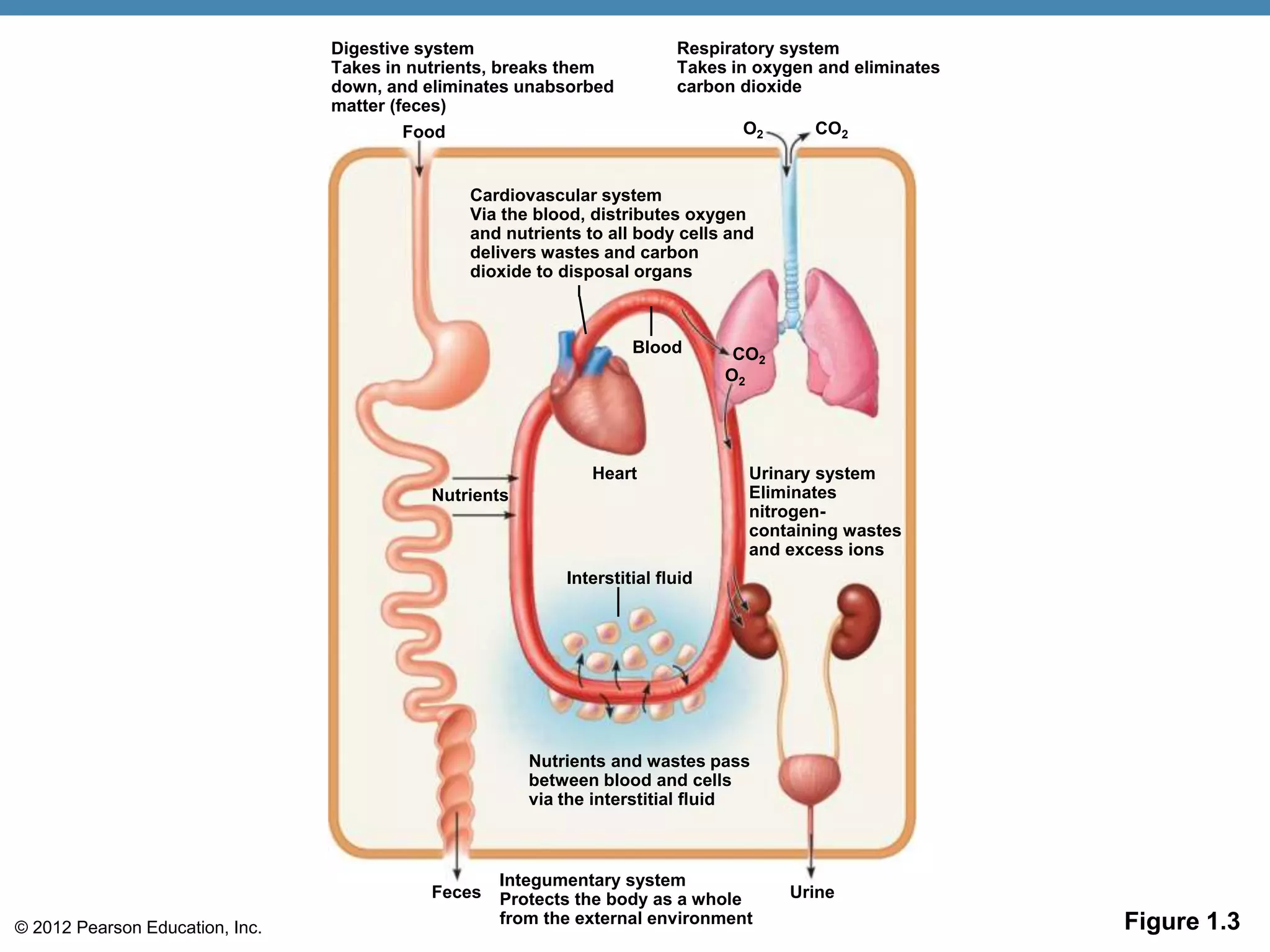 © 2012 Pearson Education, Inc.
Nutrients
Heart
Interstitial fluid
Blood
Food
Digestive system
Takes in nutrients, breaks them
down, and eliminates unabsorbed
matter (feces)
Respiratory system
Takes in oxygen and eliminates
carbon dioxide
Cardiovascular system
Via the blood, distributes oxygen
and nutrients to all body cells and
delivers wastes and carbon
dioxide to disposal organs
Urinary system
Eliminates
nitrogen-
containing wastes
and excess ions
Feces Urine
Nutrients and wastes pass
between blood and cells
via the interstitial fluid
O2
CO2
Integumentary system
Protects the body as a whole
from the external environment
CO2
O2
Figure 1.3
 