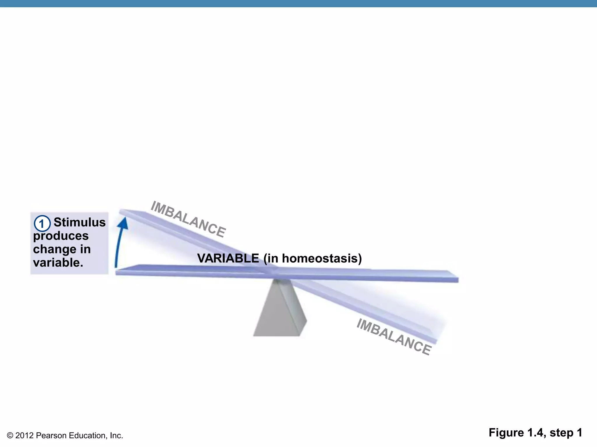 © 2012 Pearson Education, Inc. Figure 1.4, step 1
VARIABLE (in homeostasis)
Stimulus
produces
change in
variable.
1
 