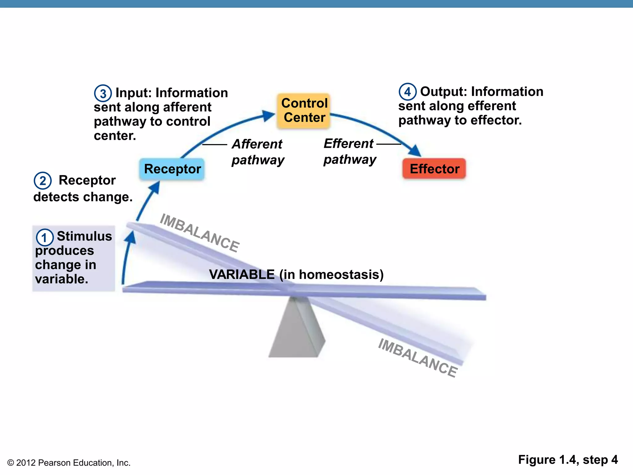 © 2012 Pearson Education, Inc. Figure 1.4, step 4
Input: Information
sent along afferent
pathway to control
center.
Receptor
Control
Center
Effector
Receptor
detects change.
Afferent
pathway
Efferent
pathway
VARIABLE (in homeostasis)
Stimulus
produces
change in
variable.
Output: Information
sent along efferent
pathway to effector.
1
3 4
2
 
