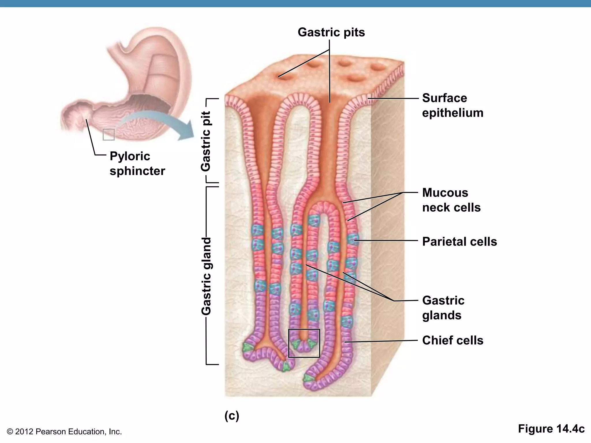 © 2012 Pearson Education, Inc. Figure 14.4c
Pyloric
sphincter
Gastric pits
Surface
epithelium
Mucous
neck cells
Parietal cells
Gastric
glands
Chief cells
Gastric
pit
Gastric
gland
(c)
 