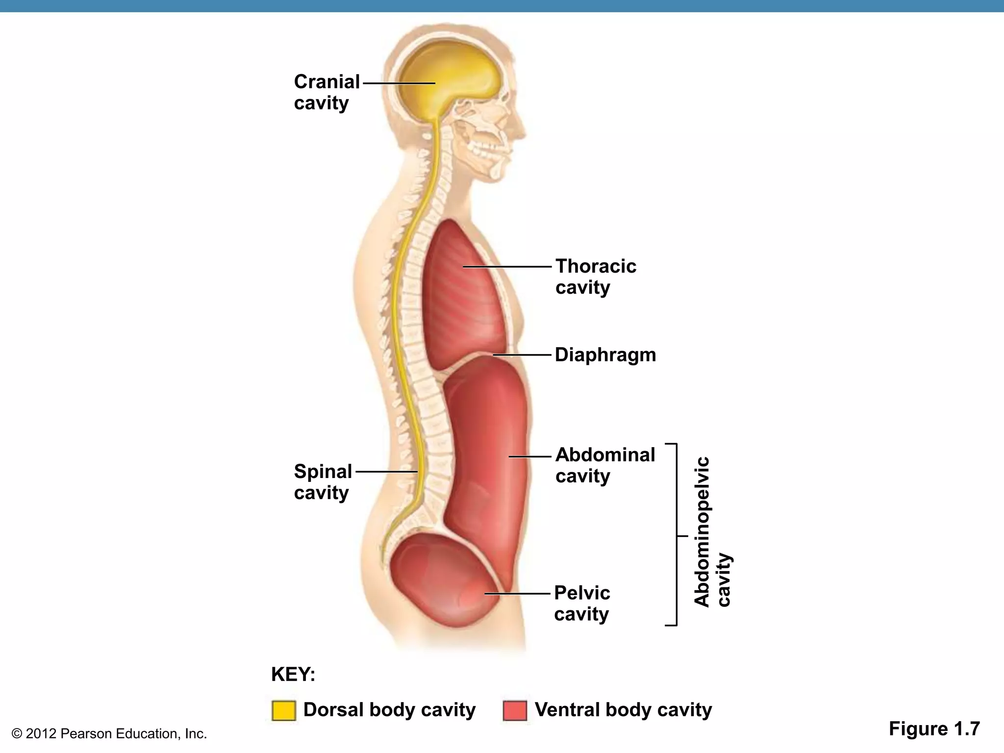 © 2012 Pearson Education, Inc.
Cranial
cavity
Spinal
cavity
Thoracic
cavity
Diaphragm
Abdominal
cavity
Pelvic
cavity
Abdominopelvic
cavity
KEY:
Dorsal body cavity Ventral body cavity
Figure 1.7
 