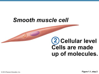 © 2012 Pearson Education, Inc. Figure 1.1, step 2
 
