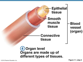 © 2012 Pearson Education, Inc. Figure 1.1, step 4
 