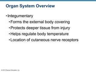 © 2012 Pearson Education, Inc.
Organ System Overview
•Integumentary
•Forms the external body covering
•Protects deeper tissue from injury
•Helps regulate body temperature
•Location of cutaneous nerve receptors
 