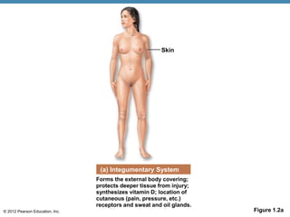 © 2012 Pearson Education, Inc. Figure 1.2a
Skin
(a) Integumentary System
Forms the external body covering;
protects deeper tissue from injury;
synthesizes vitamin D; location of
cutaneous (pain, pressure, etc.)
receptors and sweat and oil glands.
 