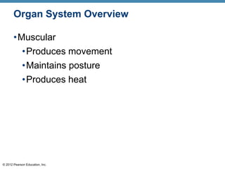 © 2012 Pearson Education, Inc.
Organ System Overview
•Muscular
•Produces movement
•Maintains posture
•Produces heat
 