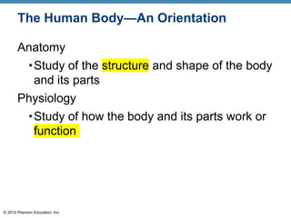 © 2012 Pearson Education, Inc.
The Human Body—An Orientation
Anatomy
•Study of the structure and shape of the body
and its parts
Physiology
•Study of how the body and its parts work or
function
 