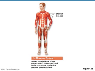 © 2012 Pearson Education, Inc. Figure 1.2c
(c) Muscular System
Allows manipulation of the
environment, locomotion, and
facial expression; maintains
posture; produces heat.
Skeletal
muscles
 