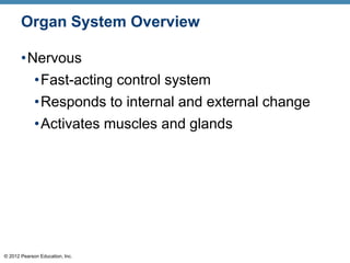 © 2012 Pearson Education, Inc.
Organ System Overview
•Nervous
•Fast-acting control system
•Responds to internal and external change
•Activates muscles and glands
 