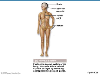 © 2012 Pearson Education, Inc. Figure 1.2d
(d) Nervous System
Fast-acting control system of the
body; responds to internal and
external changes by activating
appropriate muscles and glands.
Brain
Sensory
receptor
Spinal
cord
Nerves
 