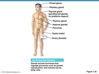 © 2012 Pearson Education, Inc. Figure 1.2e
(e) Endocrine System
Glands secrete hormones that
regulate processes such as growth,
reproduction, and nutrient use by
body cells.
Ovary (female)
Testis (male)
Pancreas
Adrenal glands
Thymus gland
Thyroid gland
(parathyroid glands
on posterior aspect)
Pituitary gland
Pineal gland
 