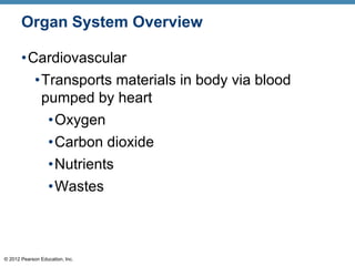 © 2012 Pearson Education, Inc.
Organ System Overview
•Cardiovascular
•Transports materials in body via blood
pumped by heart
•Oxygen
•Carbon dioxide
•Nutrients
•Wastes
 