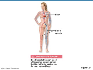 © 2012 Pearson Education, Inc. Figure 1.2f
(f) Cardiovascular System
Heart
Blood vessels transport blood,
which carries oxygen, carbon
dioxide, nutrients, wastes, etc.;
the heart pumps blood.
Blood
vessels
 