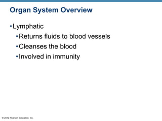 © 2012 Pearson Education, Inc.
Organ System Overview
•Lymphatic
•Returns fluids to blood vessels
•Cleanses the blood
•Involved in immunity
 
