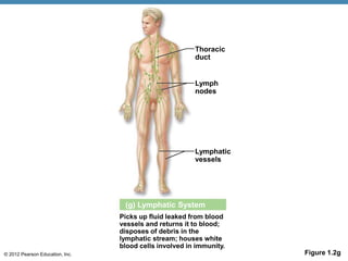 © 2012 Pearson Education, Inc. Figure 1.2g
Picks up fluid leaked from blood
vessels and returns it to blood;
disposes of debris in the
lymphatic stream; houses white
blood cells involved in immunity.
Lymph
nodes
(g) Lymphatic System
Lymphatic
vessels
Thoracic
duct
 
