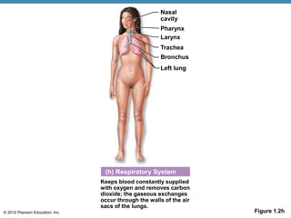 © 2012 Pearson Education, Inc. Figure 1.2h
Keeps blood constantly supplied
with oxygen and removes carbon
dioxide; the gaseous exchanges
occur through the walls of the air
sacs of the lungs.
Pharynx
(h) Respiratory System
Nasal
cavity
Larynx
Trachea
Bronchus
Left lung
 