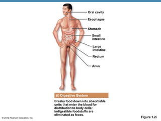 © 2012 Pearson Education, Inc. Figure 1.2i
Breaks food down into absorbable
units that enter the blood for
distribution to body cells;
indigestible foodstuffs are
eliminated as feces.
Oral cavity
(i) Digestive System
Esophagus
Stomach
Small
intestine
Anus
Rectum
Large
intestine
 