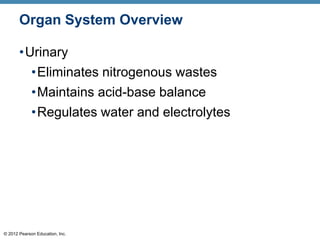 © 2012 Pearson Education, Inc.
Organ System Overview
•Urinary
•Eliminates nitrogenous wastes
•Maintains acid-base balance
•Regulates water and electrolytes
 