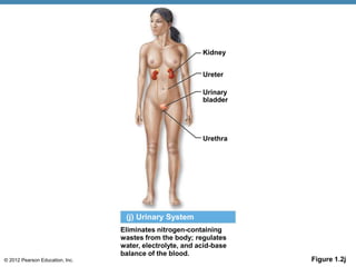 © 2012 Pearson Education, Inc. Figure 1.2j
Eliminates nitrogen-containing
wastes from the body; regulates
water, electrolyte, and acid-base
balance of the blood.
(j) Urinary System
Kidney
Ureter
Urinary
bladder
Urethra
 