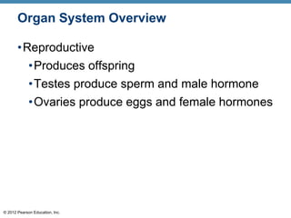 © 2012 Pearson Education, Inc.
•Reproductive
•Produces offspring
•Testes produce sperm and male hormone
•Ovaries produce eggs and female hormones
Organ System Overview
 