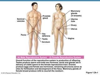 © 2012 Pearson Education, Inc.
Overall function of the reproductive system is production of offspring.
Testes produce sperm and male sex hormone; ducts and glands aid in
delivery of viable sperm to the female reproductive tract. Ovaries
produce eggs and female sex hormones; remaining structures serve as
sites for fertilization and development of the fetus. Mammary glands of
female breast produce milk to nourish the newborn.
(k) Male Reproductive System (l) Female Reproductive System
Prostate
gland
Penis
Seminal
vesicles
Vas
deferens
Testis
Scrotum
Vagina
Ovary
Uterine
tube
Mammary
glands
(in breasts)
Uterus
Figure 1.2k–l
 