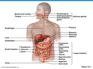 © 2012 Pearson Education, Inc. Figure 14.1
Mouth (oral cavity)
Tongue
Esophagus
Liver
Gallbladder
Small intestine
Duodenum
Jejunum
lleum
Anus
Parotid gland
Salivary glands
Sublingual gland
Submandibular
gland
Pharynx
Stomach
Pancreas
(Spleen)
Large intestine
Descending
colon
Cecum
Sigmoid colon
Rectum
Appendix
Anal canal
Transverse
colon
Ascending
colon
 