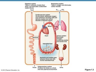© 2012 Pearson Education, Inc.
Nutrients
Heart
Interstitial fluid
Blood
Food
Digestive system
Takes in nutrients, breaks them
down, and eliminates unabsorbed
matter (feces)
Respiratory system
Takes in oxygen and eliminates
carbon dioxide
Cardiovascular system
Via the blood, distributes oxygen
and nutrients to all body cells and
delivers wastes and carbon
dioxide to disposal organs
Urinary system
Eliminates
nitrogen-
containing wastes
and excess ions
Feces Urine
Nutrients and wastes pass
between blood and cells
via the interstitial fluid
O2
CO2
Integumentary system
Protects the body as a whole
from the external environment
CO2
O2
Figure 1.3
 