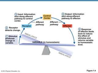 © 2012 Pearson Education, Inc. Figure 1.4
Input: Information
sent along afferent
pathway to control
center.
Receptor
Control
Center
Effector
Receptor
detects change.
Afferent
pathway
Efferent
pathway
VARIABLE (in homeostasis)
Stimulus
produces
change in
variable.
Output: Information
sent along efferent
pathway to effector.
Response
of effector feeds
back to reduce
the effect of
stimulus and
returns variable
to homeostatic
level.
1
2
3 4
5
 