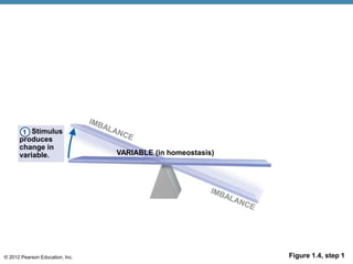 © 2012 Pearson Education, Inc. Figure 1.4, step 1
VARIABLE (in homeostasis)
Stimulus
produces
change in
variable.
1
 