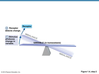 © 2012 Pearson Education, Inc. Figure 1.4, step 2
Receptor
Receptor
detects change.
Stimulus
produces
change in
variable.
1
2
VARIABLE (in homeostasis)
 