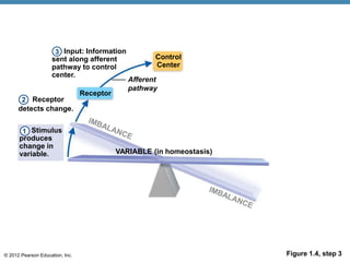 © 2012 Pearson Education, Inc. Figure 1.4, step 3
Input: Information
sent along afferent
pathway to control
center.
Receptor
Control
Center
Receptor
detects change.
Afferent
pathway
VARIABLE (in homeostasis)
Stimulus
produces
change in
variable.
1
3
2
 