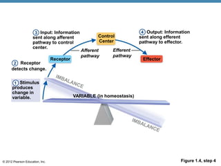 © 2012 Pearson Education, Inc. Figure 1.4, step 4
Input: Information
sent along afferent
pathway to control
center.
Receptor
Control
Center
Effector
Receptor
detects change.
Afferent
pathway
Efferent
pathway
VARIABLE (in homeostasis)
Stimulus
produces
change in
variable.
Output: Information
sent along efferent
pathway to effector.
1
3 4
2
 