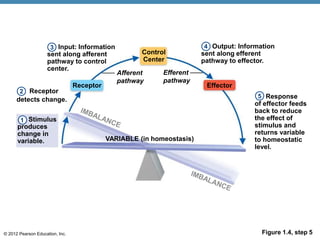 © 2012 Pearson Education, Inc. Figure 1.4, step 5
Input: Information
sent along afferent
pathway to control
center.
Receptor
Control
Center
Effector
Receptor
detects change.
Afferent
pathway
Efferent
pathway
VARIABLE (in homeostasis)
Stimulus
produces
change in
variable.
Output: Information
sent along efferent
pathway to effector.
Response
of effector feeds
back to reduce
the effect of
stimulus and
returns variable
to homeostatic
level.
1
3 4
5
2
 